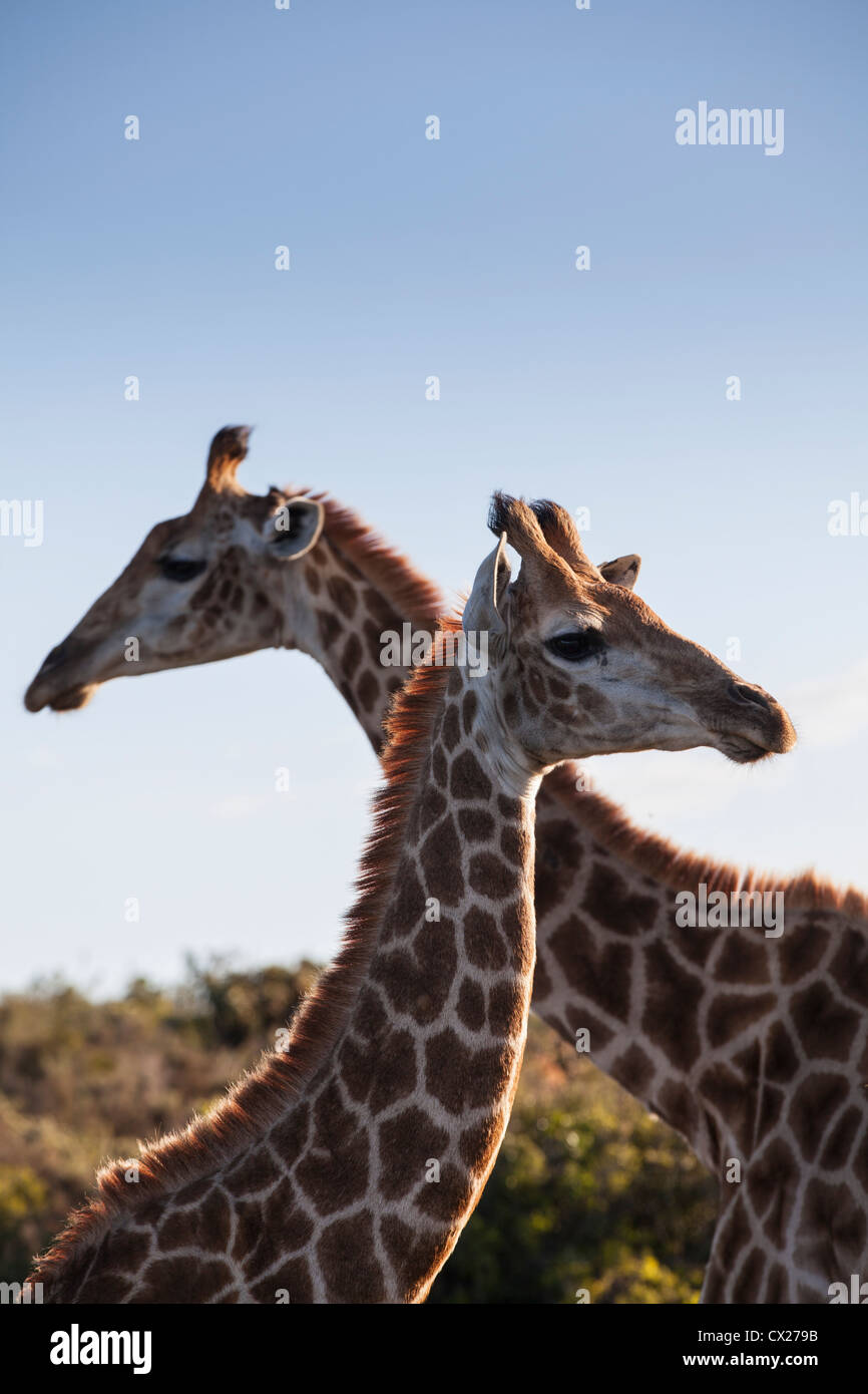Portrait of Giraffe looking in opposite directions, South Africa Stock Photo