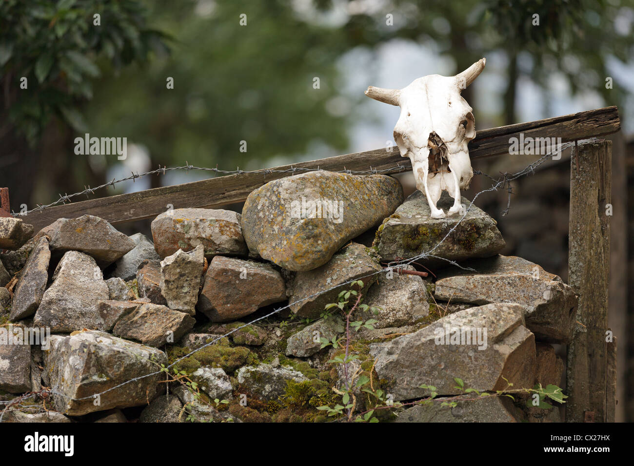 Sculptures en bois brut - Baie de Somme photo animaliere