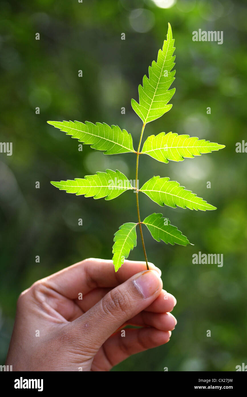 Neem leaves-Azadirachta indica,medicinal plant Stock Photo