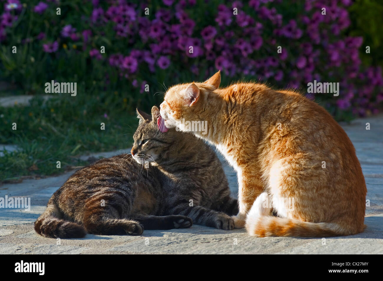 Two cats grooming each other Stock Photo