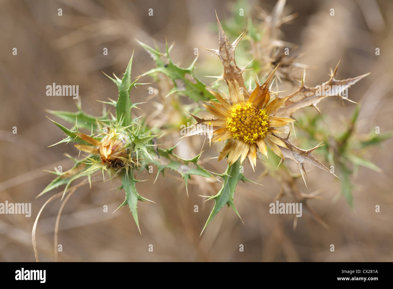 thistle plant with orange flower blossom Stock Photo Alamy