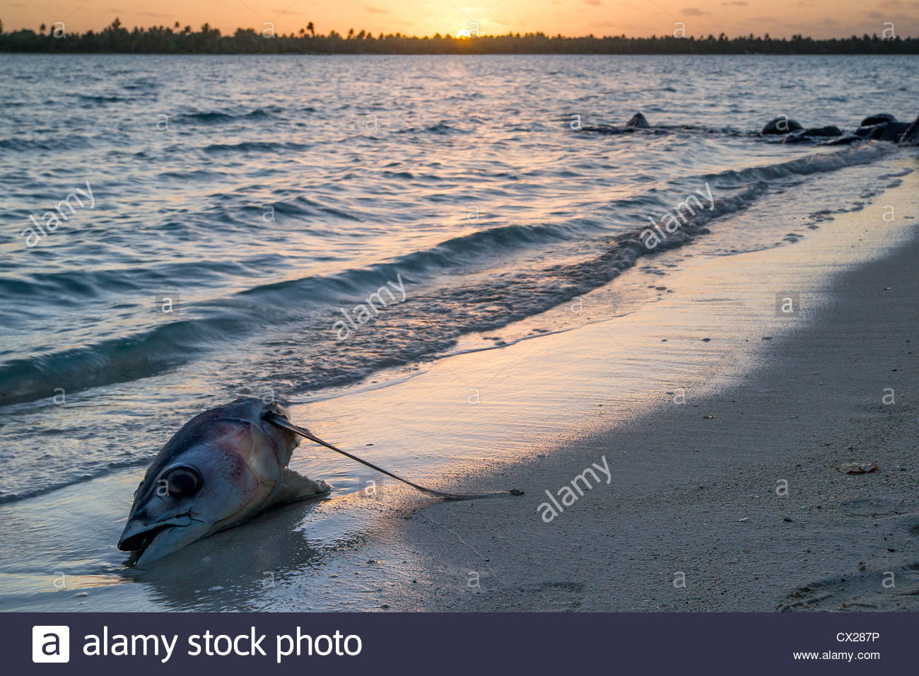 Tuna Head Stock Photos & Tuna Head Stock Images Alamy