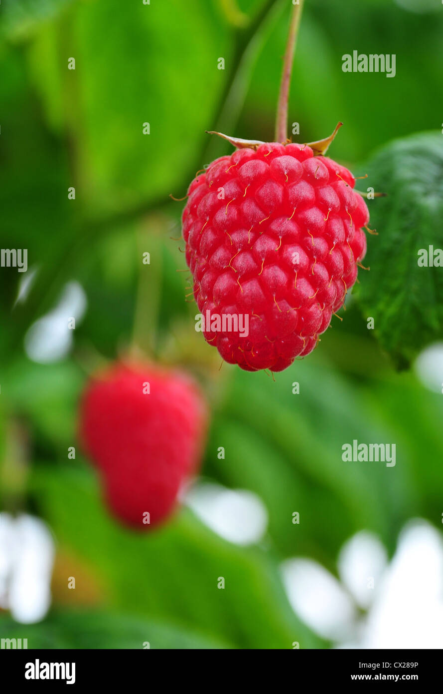 Single raspberry bush hi-res stock photography and images - Alamy