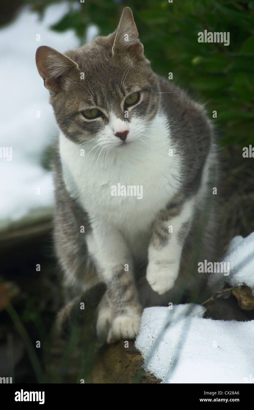 A young cat lurking in the snow Stock Photo