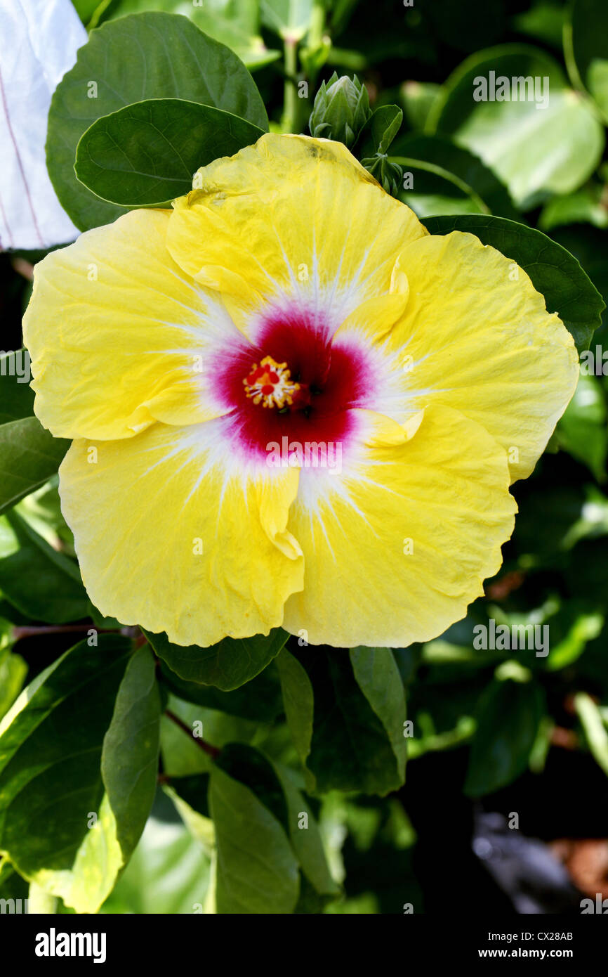 Close up of a beautiful Yellow Hibiscus flower Stock Photo
