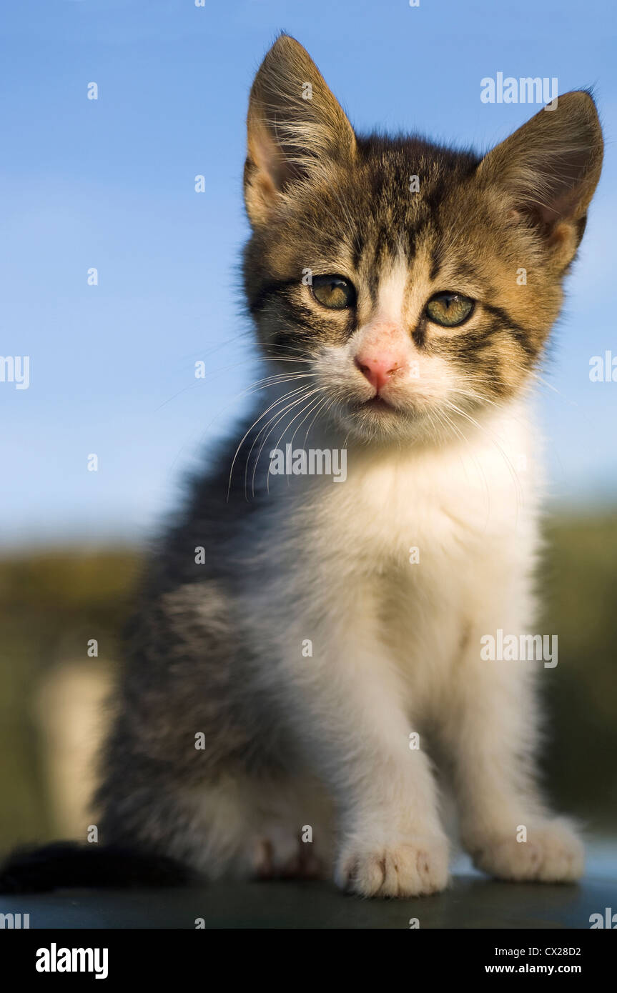 Portrait of a two months old kitten against blue sky Stock Photo