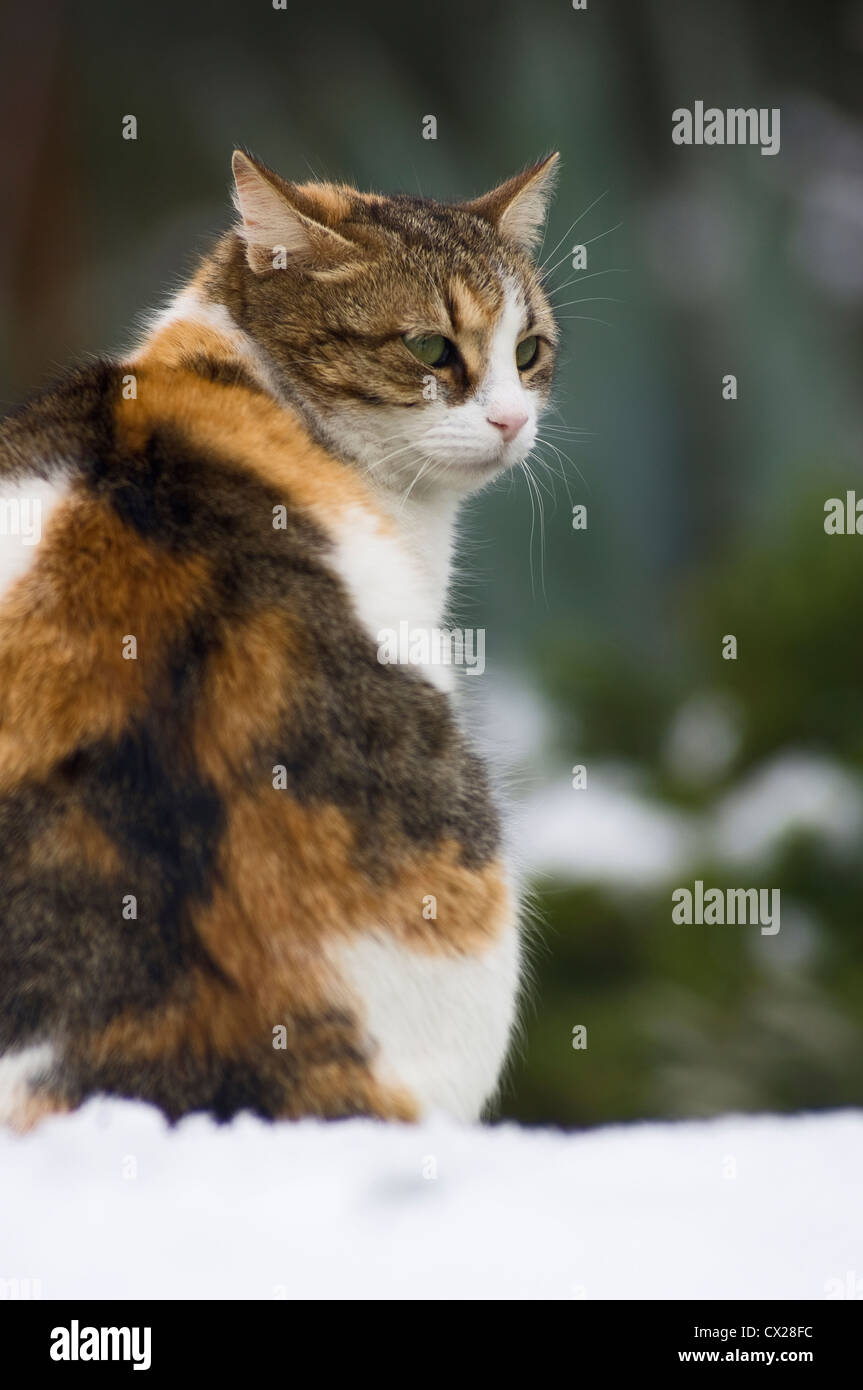 Rear view of a tortoiseshell cat sitting in the snow turning her head backwards Stock Photo