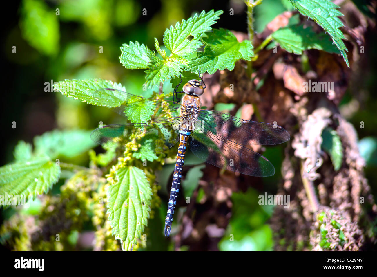Hawker Dragon Fly High Resolution Stock Photography and Images - Alamy