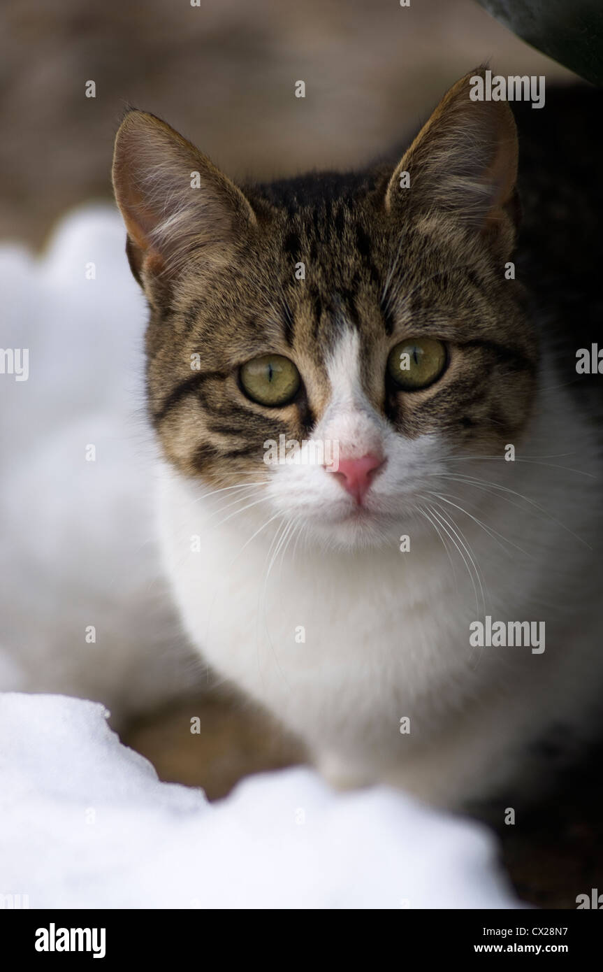 Portrait of young domestic cat sitting in the snow Stock Photo