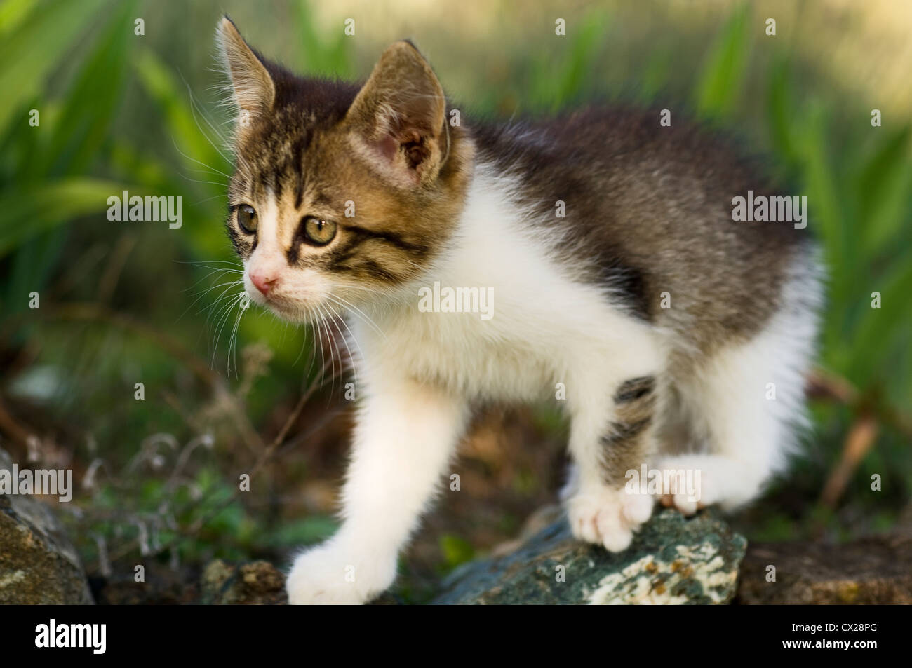About two months old kitten exploring the garden Stock Photo