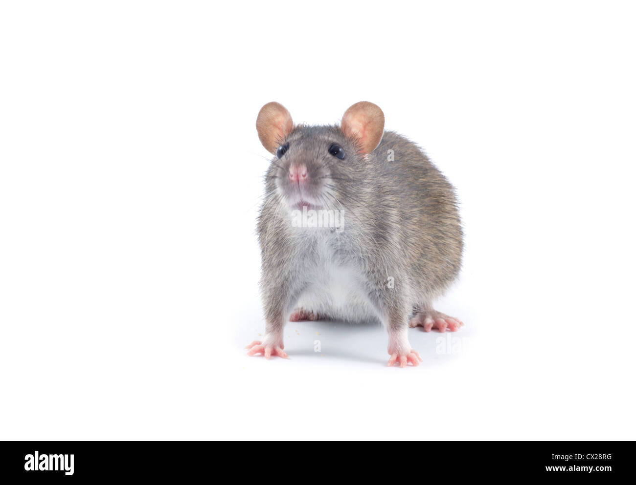 rat isolated on white background Stock Photo - Alamy
