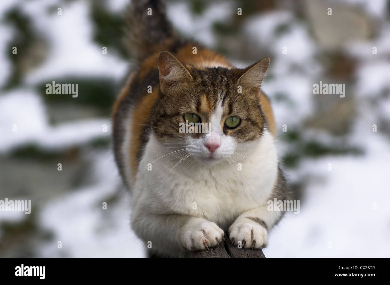 Tortoiseshell cat sharpening its claws on a wooden banister and looking at  camera (snow fields in the background) Stock Photo