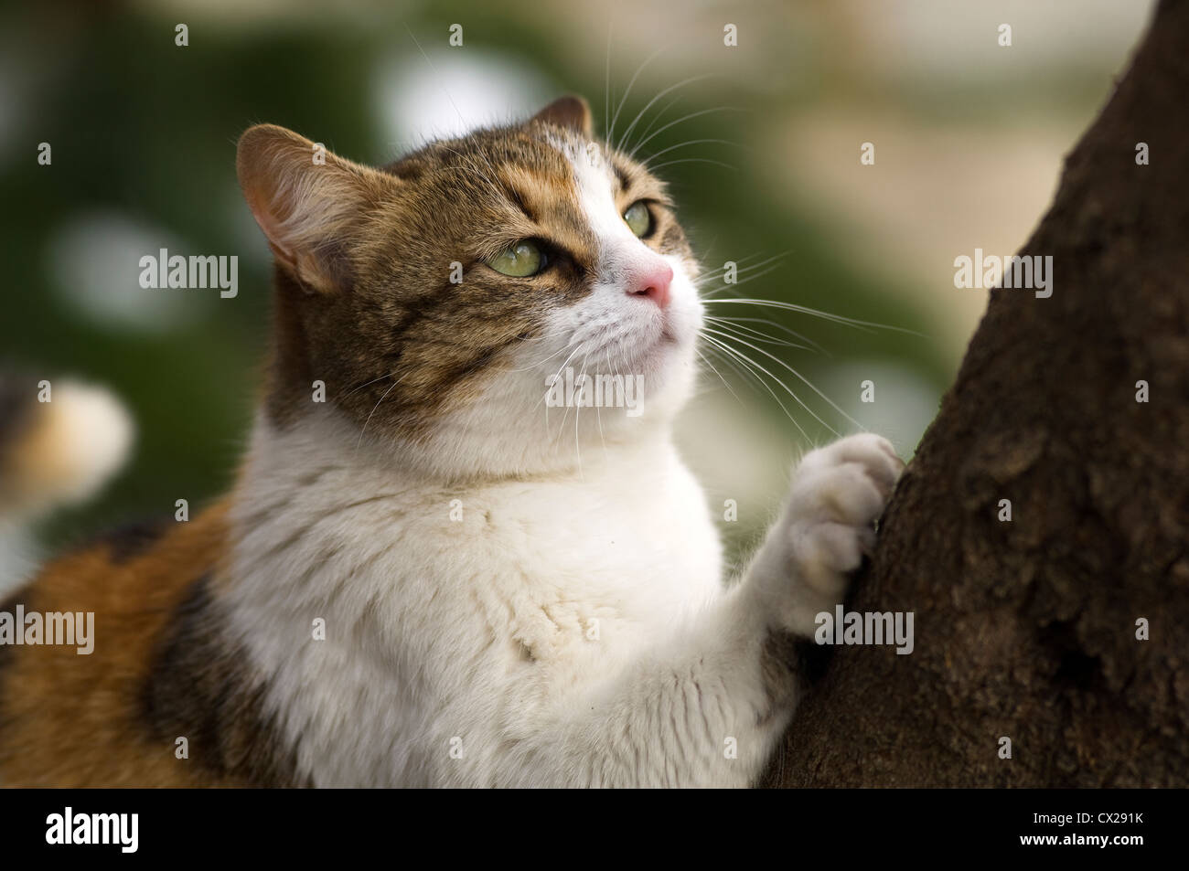 Tortoiseshell cat sharpening its claws on a tree Stock Photo