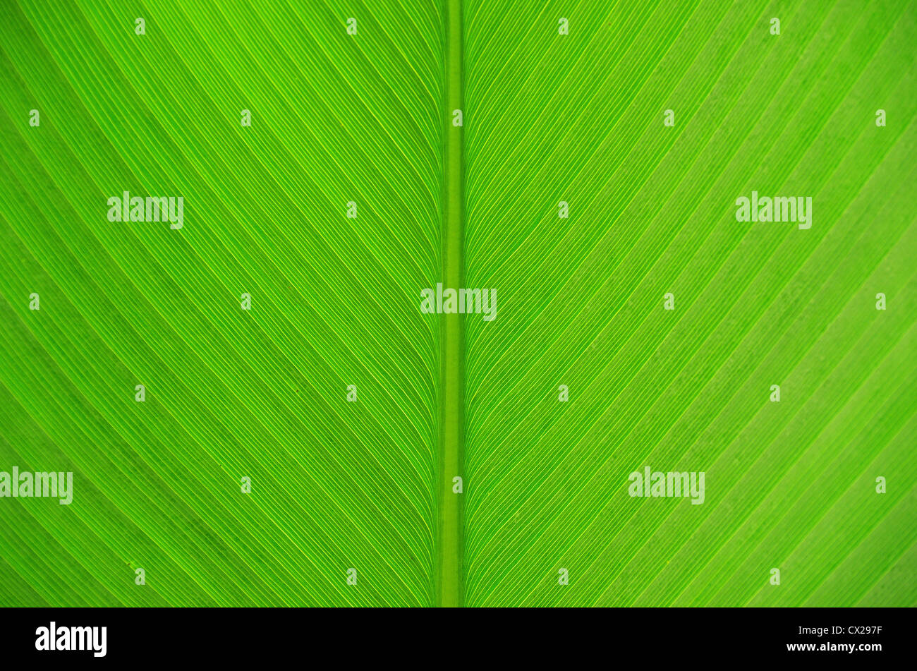 green leaf texture of a plant close up Stock Photo - Alamy