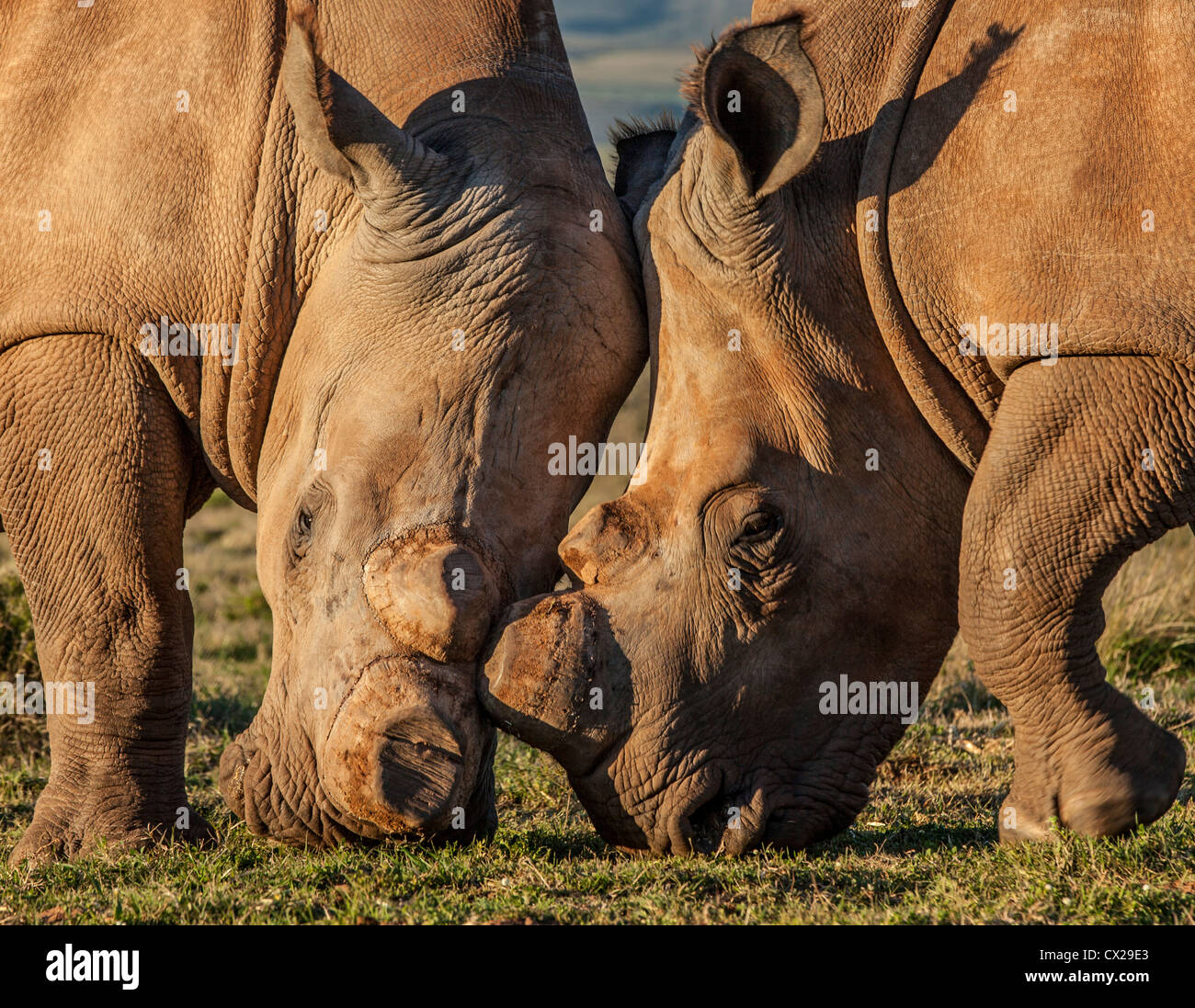 Two rhinoceros grazing together, South Africa Stock Photo - Alamy