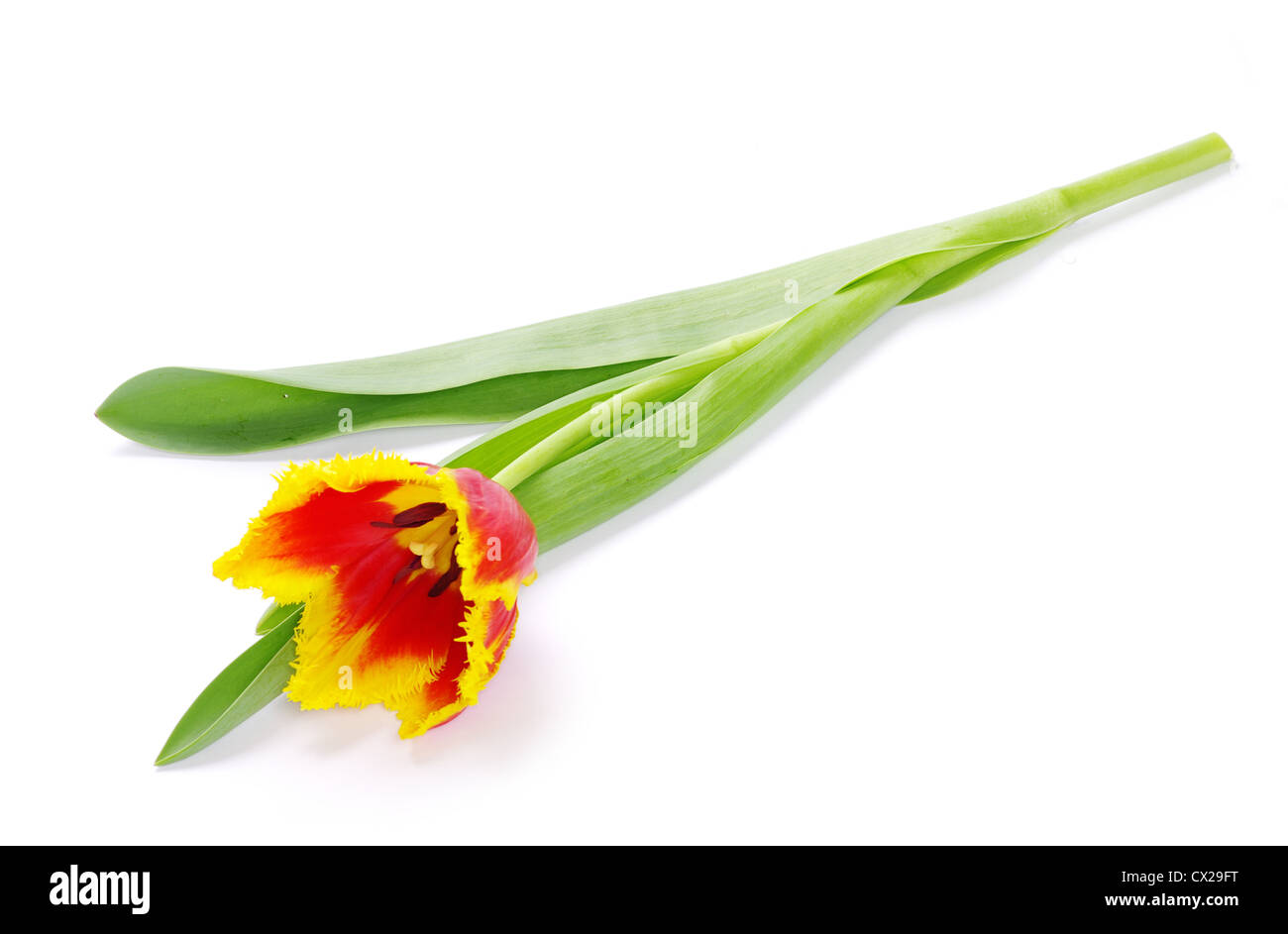 yellow tulip isolated on white Stock Photo - Alamy