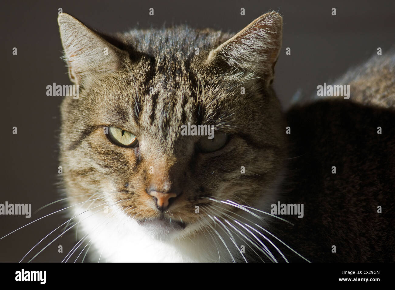 Portrait of a tomcat looking grimly at camera Stock Photo