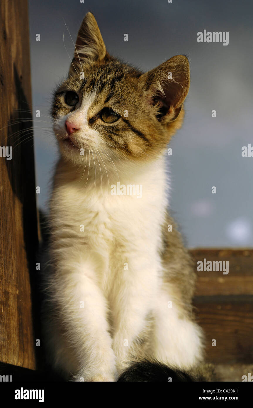 About two months old kitten sitting on windowsill watching something Stock Photo
