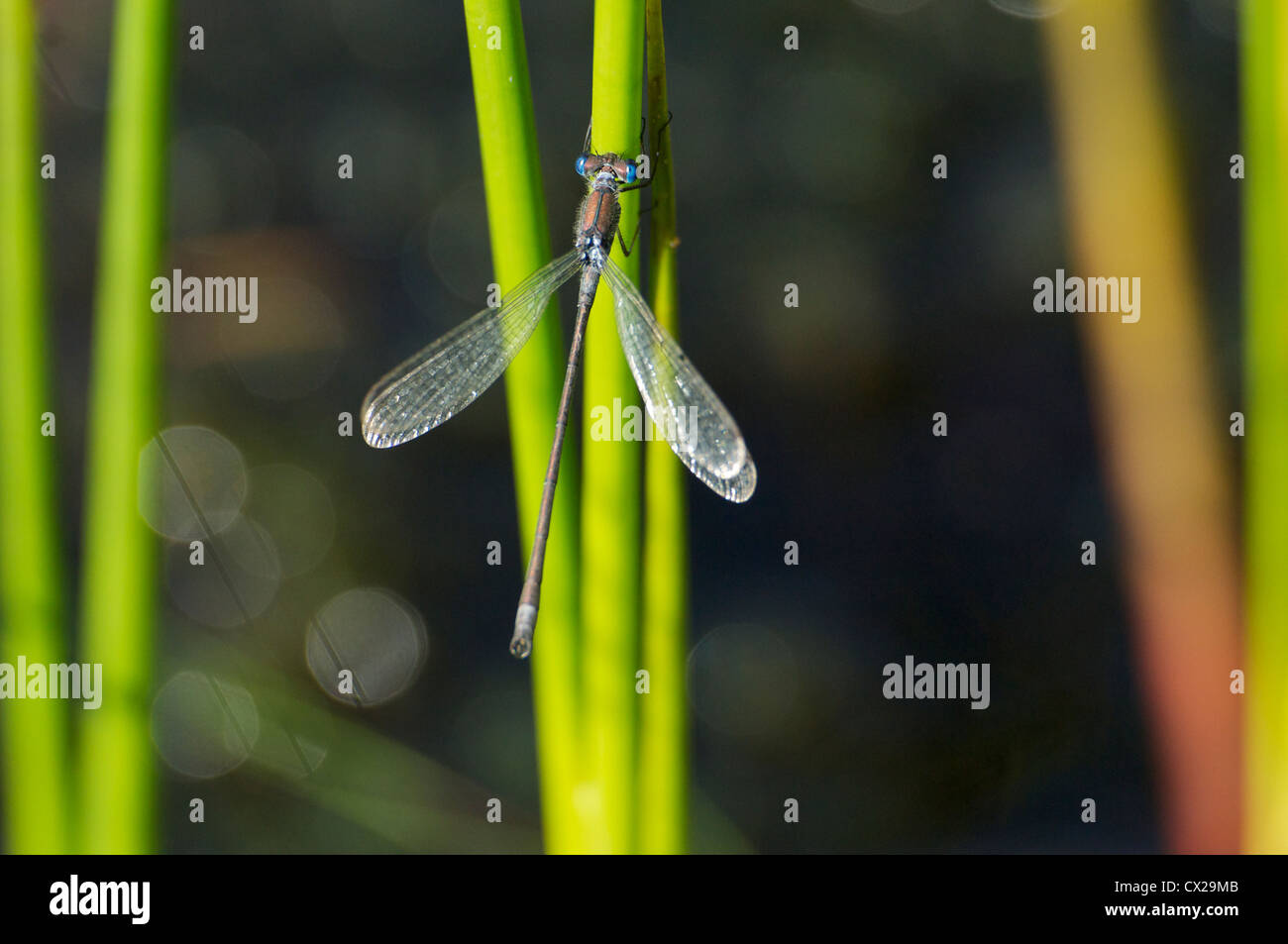 Male Emerald damselfly resting on a reed stem Stock Photo - Alamy