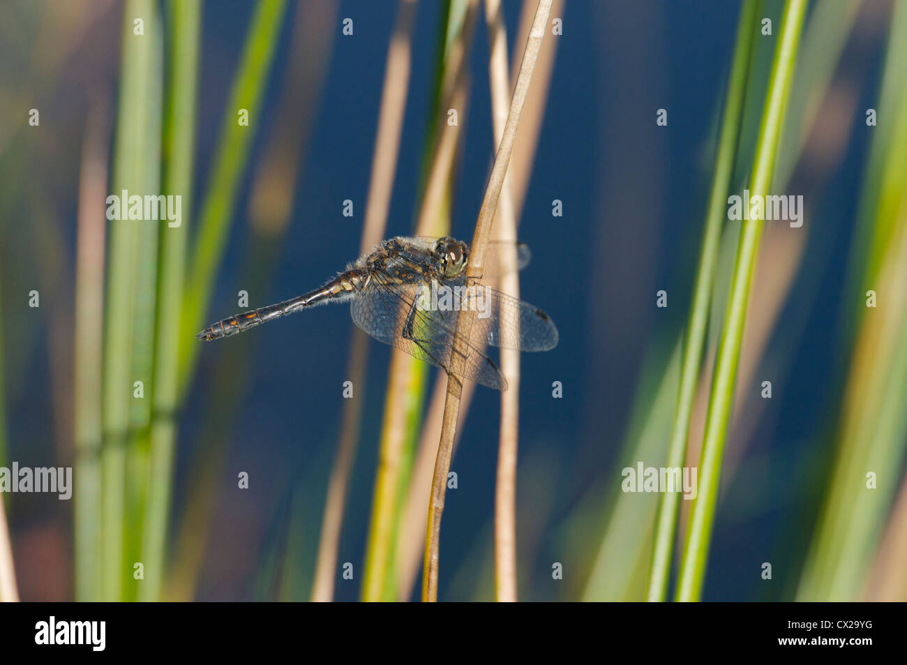 Male Black Darter dragonfly on reed stem Stock Photo