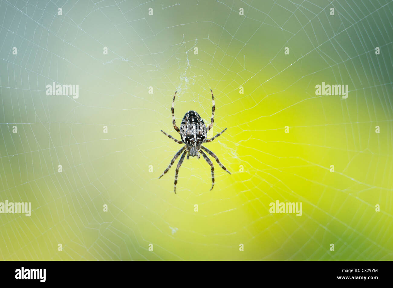 Garden spider in web Stock Photo - Alamy