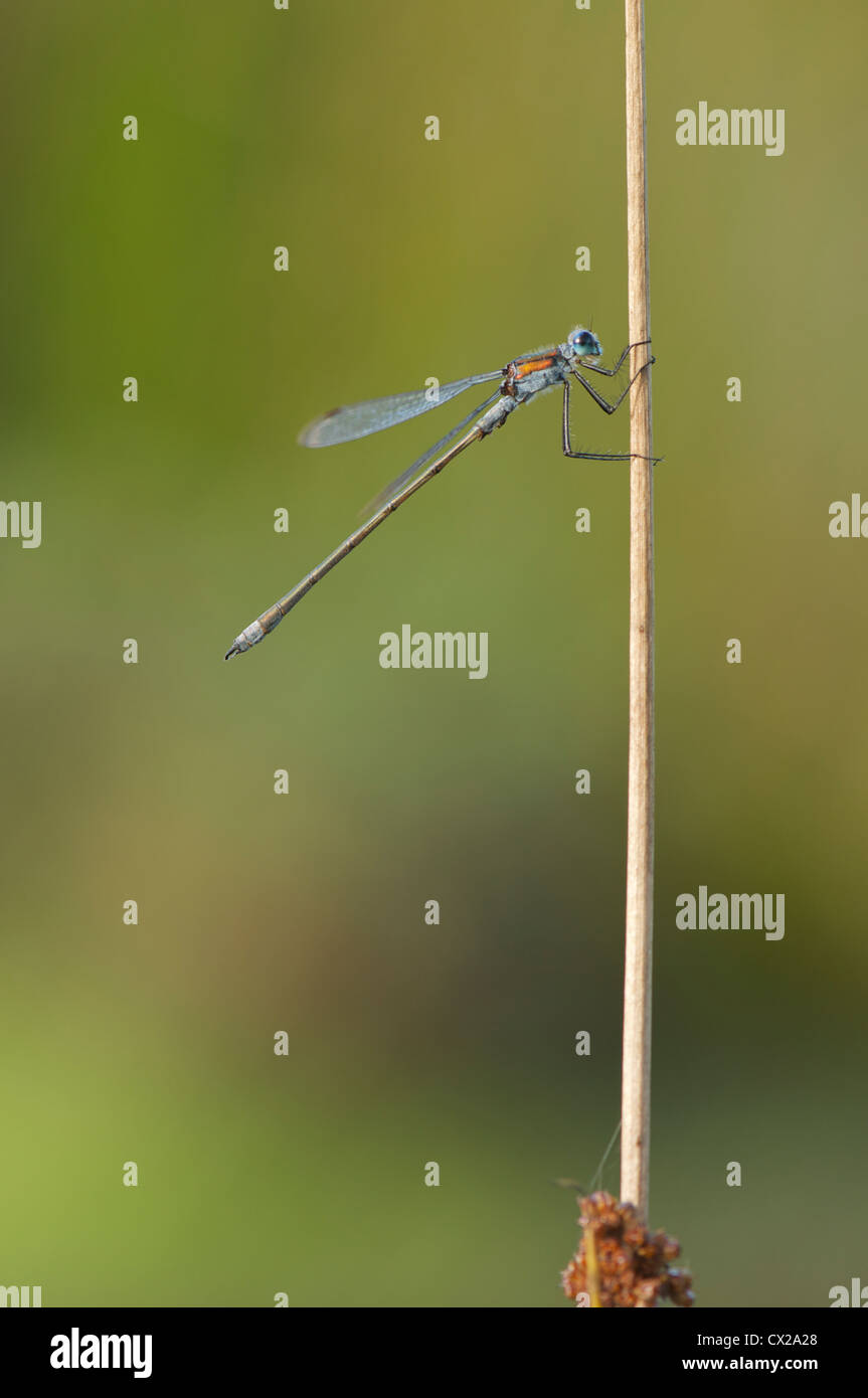Male Emerald damselfly resting on a reed stem Stock Photo - Alamy