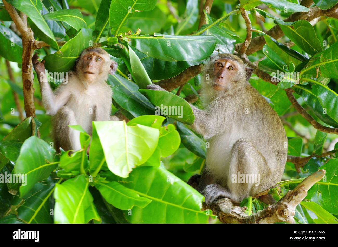 monkey sitting on the tree Stock Photo