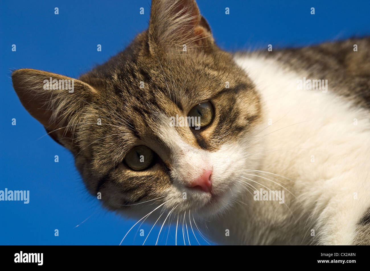 Portrait of a young cat against very blue sky looking down at camera Stock Photo