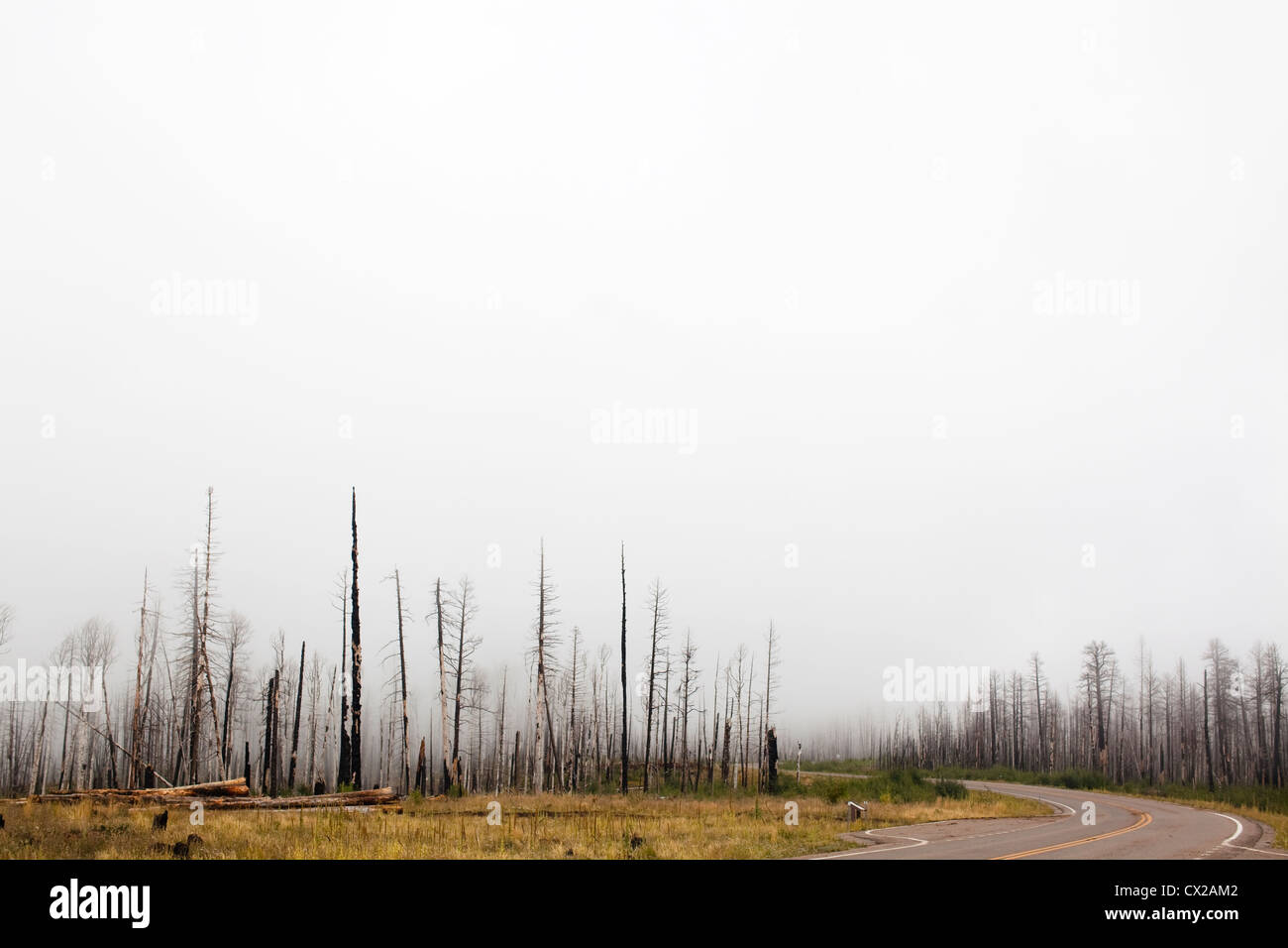 North rim grand canyon forest hi-res stock photography and images - Alamy