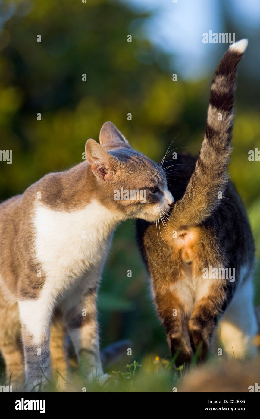 Encounter of two cats in the garden Stock Photo