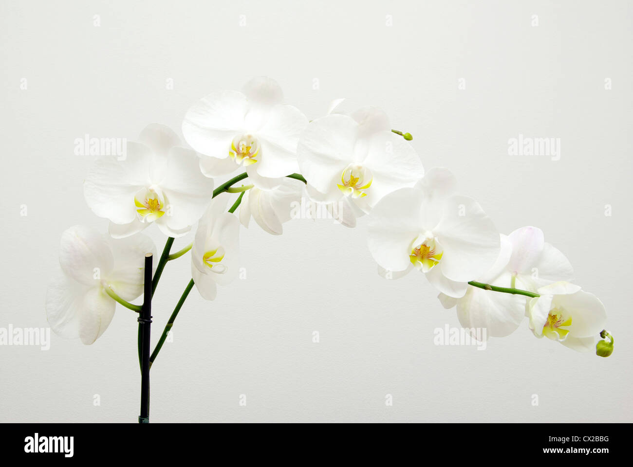 Blooming white orchids flower isolated on white background Stock Photo