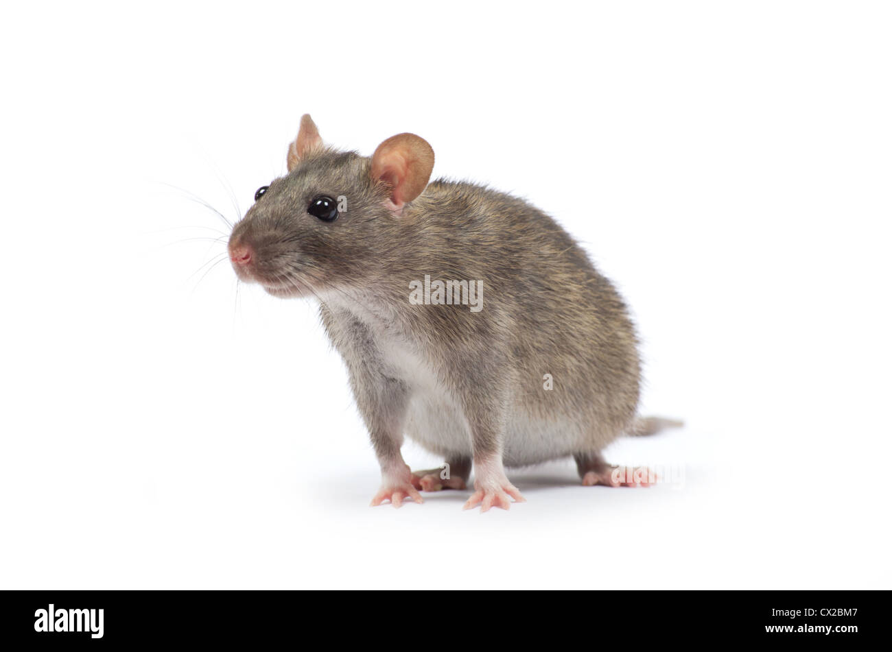 rat isolated on white background Stock Photo - Alamy