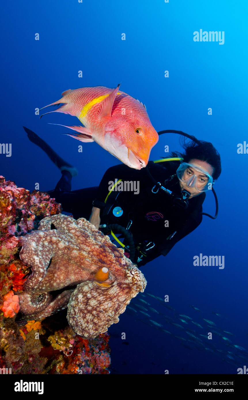 Cocos Island, Costa Rica, underwater sea life, diver, octopus
