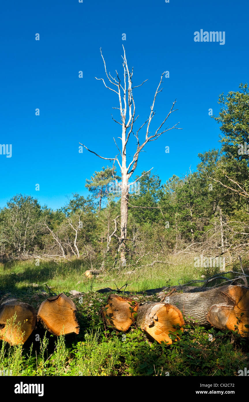 Dead tree logs hi-res stock photography and images - Alamy