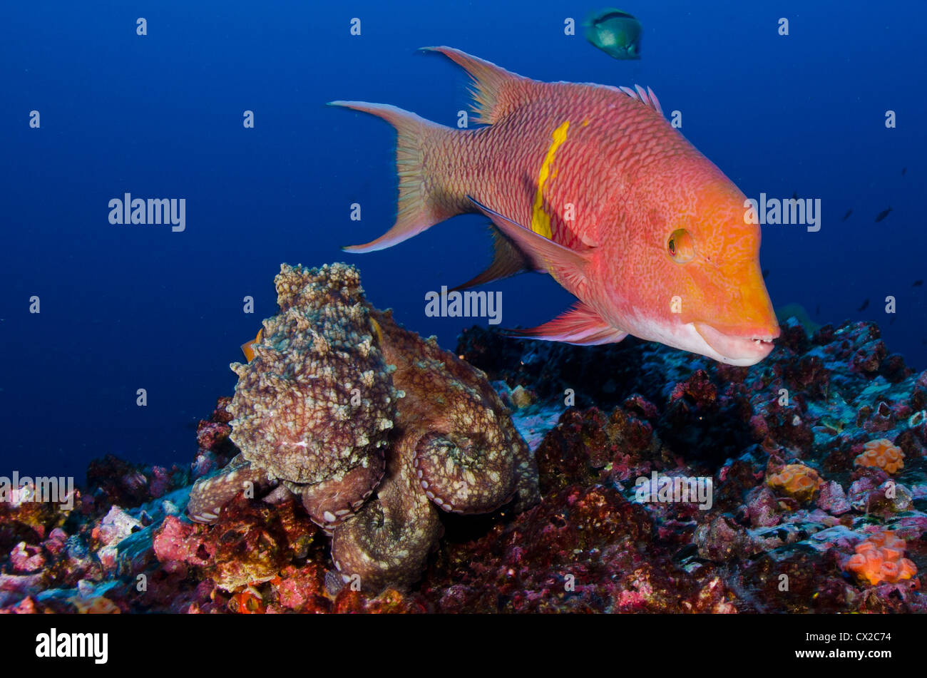 Hogfish Hog Snapper Underwater