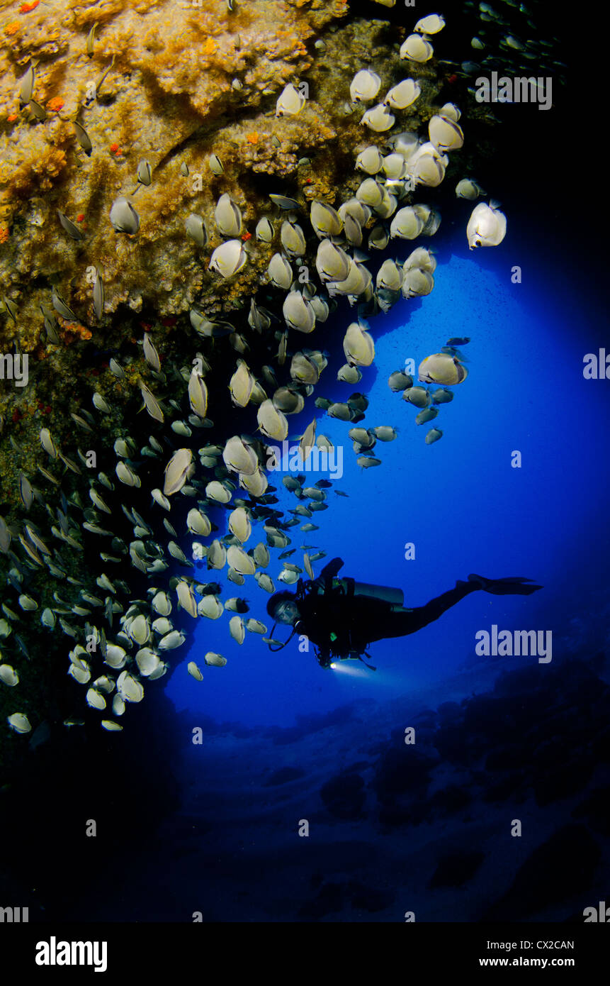 Cocos Island, Costa Rica, underwater sea life, cave, cavern, diver
