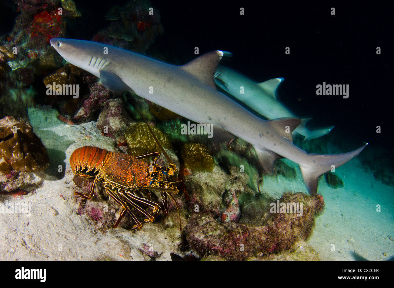Sharks in Cocos island, Costa Rica, white tip shark, manuelita dive, night dive, hunting, predator, dangerous, ocean, dark water Stock Photo