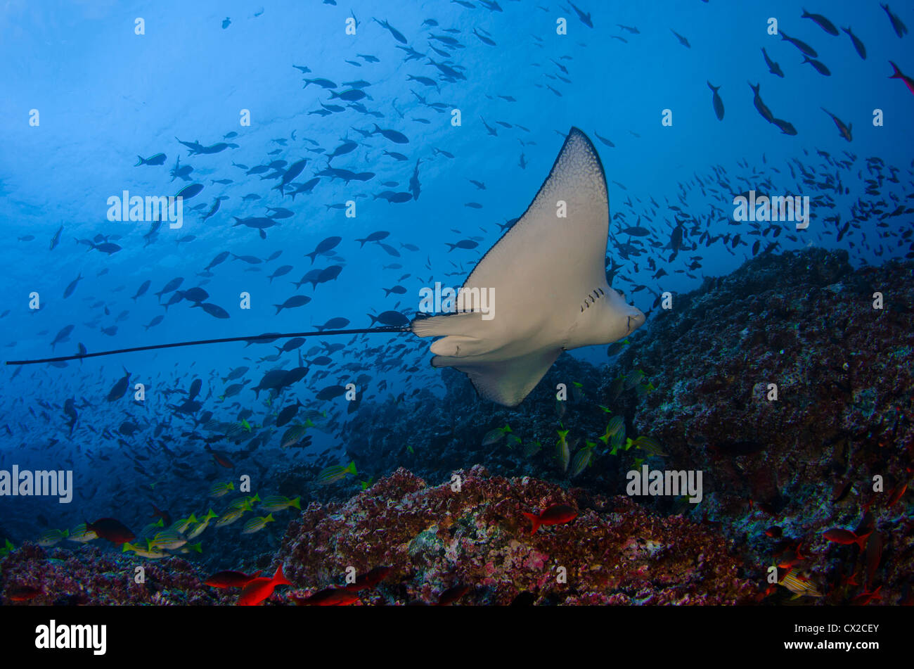 Cocos Island, Costa Rica, underwater sea life, eagle ray, fish, blue water, clear water, ocean, sea, scuba, diving, painful Stock Photo