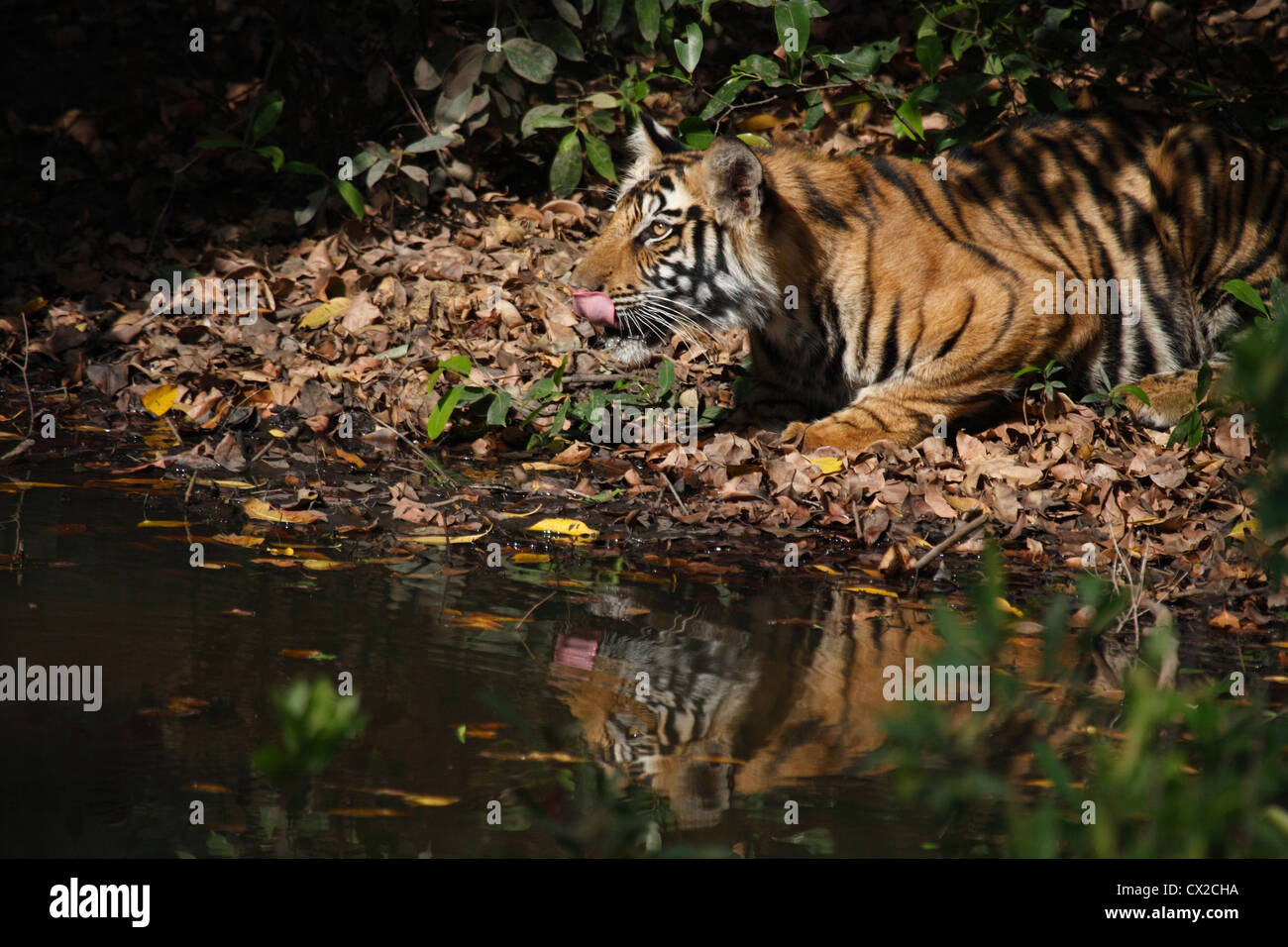 A young tigress smacks her lips after a drink in a pool in one of the Central Indian Forest called Bandhavgarh Tiger Reserve Stock Photo