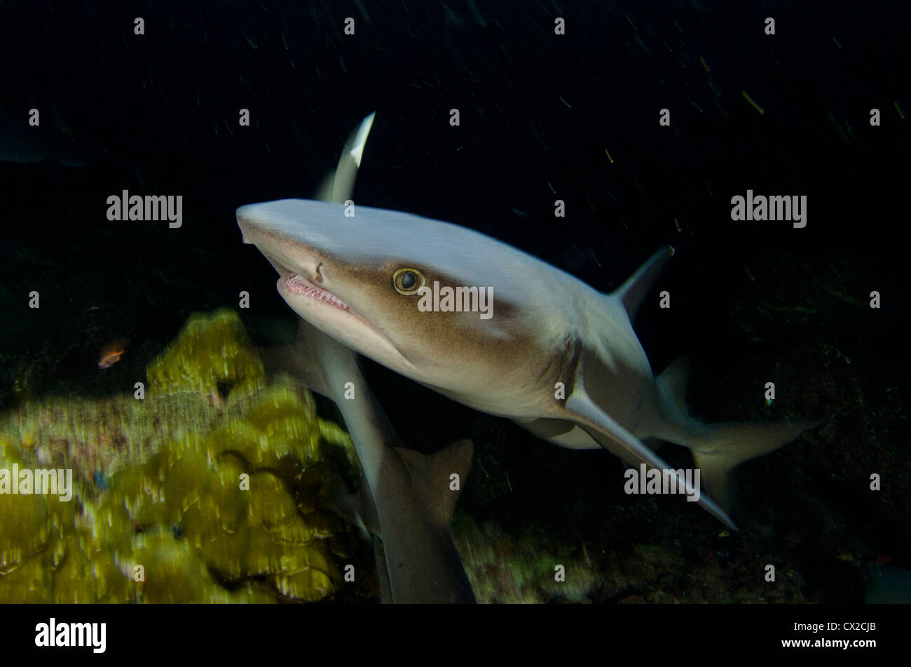 Sharks in Cocos island, Costa Rica, dive night, dark, shark, white tip shark, hunting, predator, dangerous, ocean, deep, water, Stock Photo
