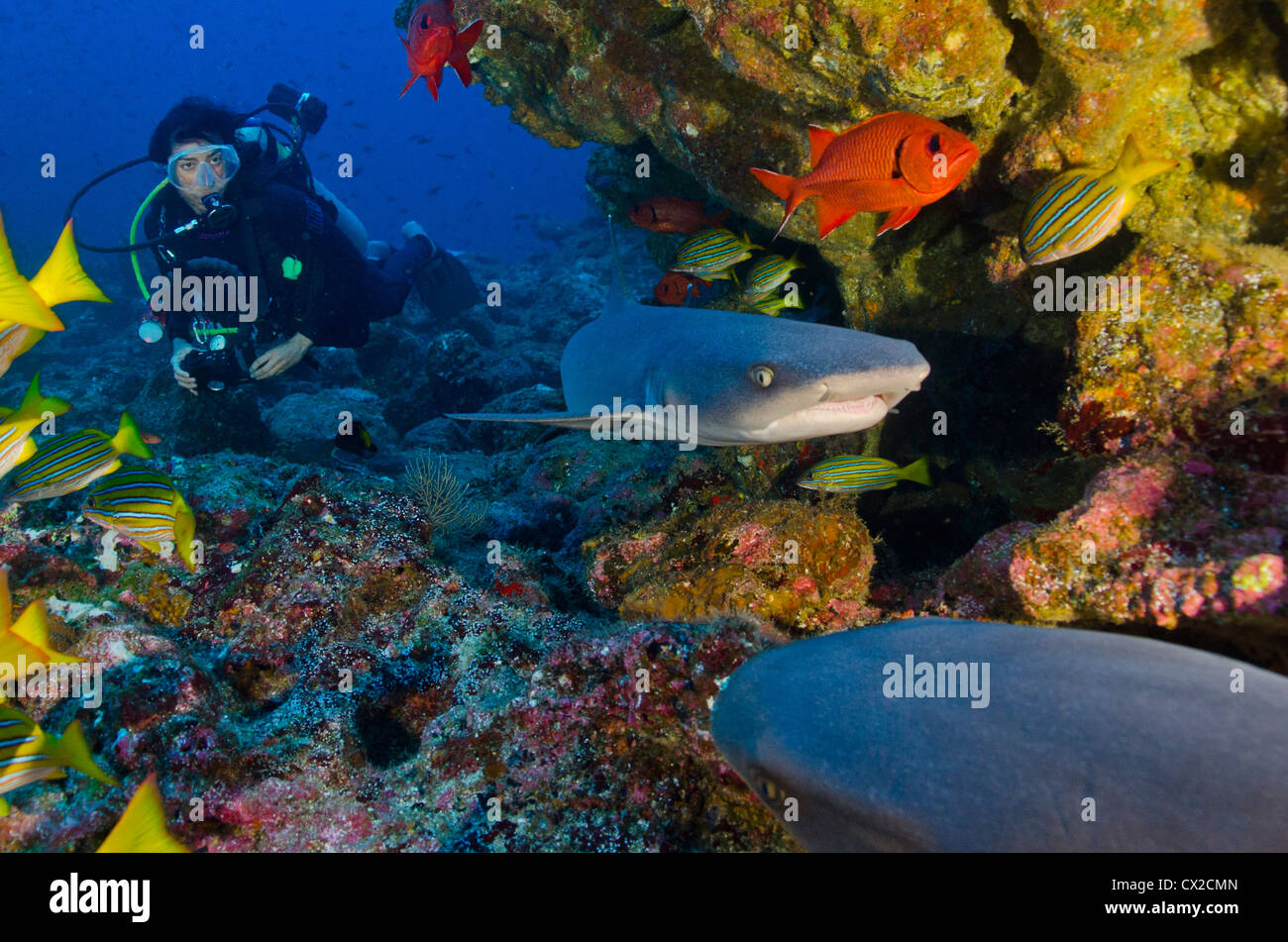 Sharks in Cocos island, Costa Rica, sharks, diver, female diver, white