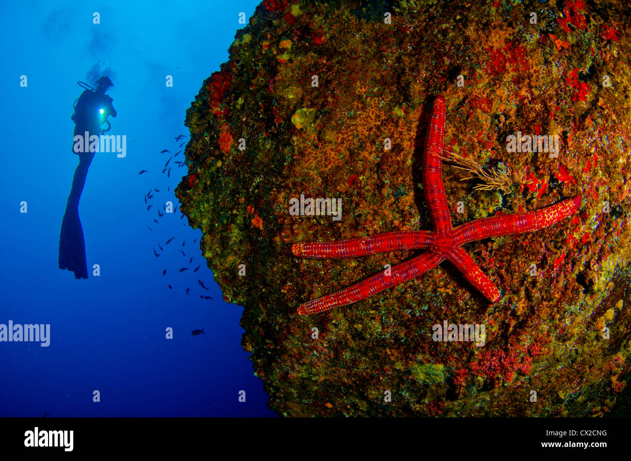 Cocos Island, Costa Rica, underwater sea life, diver, female diver, silhouette, starfish, sea star, blue water, scuba, diving Stock Photo