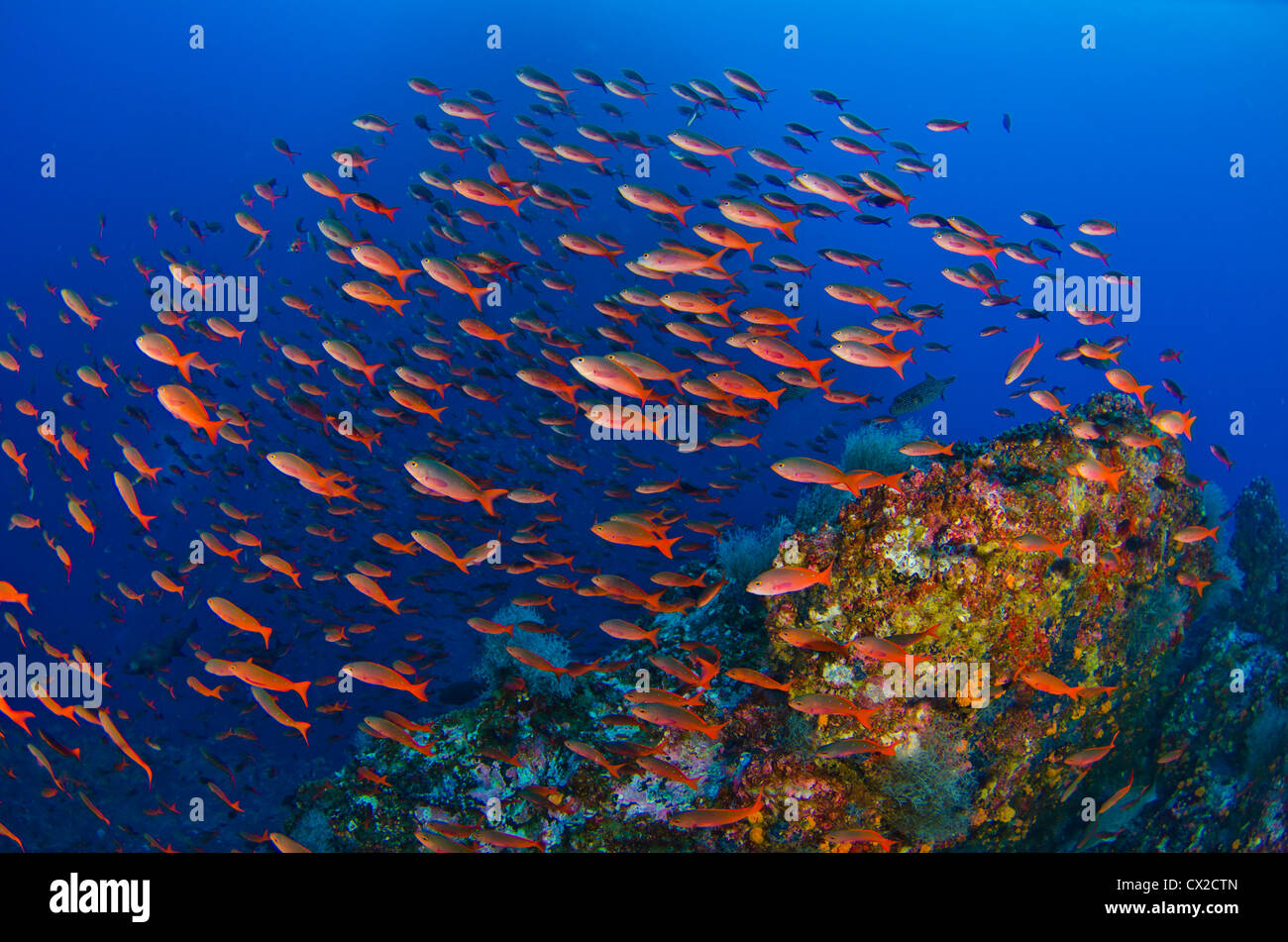 Cocos Island, Costa Rica, underwater sea life, anthias fish, fish, school of anthias fish, coral reef, tropical reef, scuba, sea Stock Photo