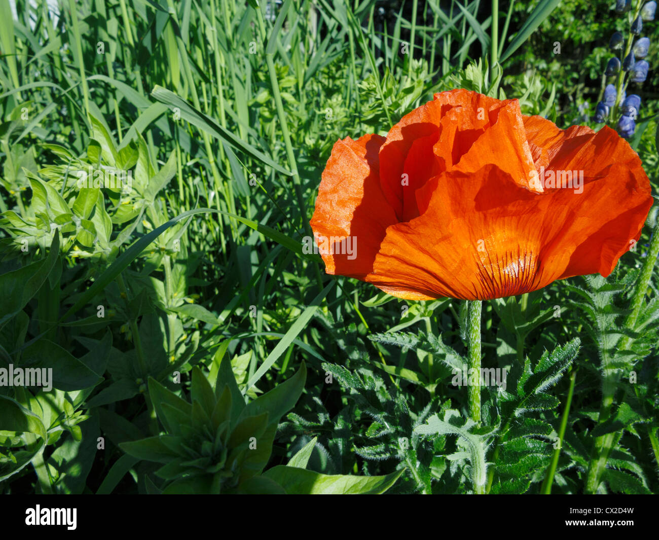 Opening scarlet poppy bud against lush green garden background Stock Photo Alamy