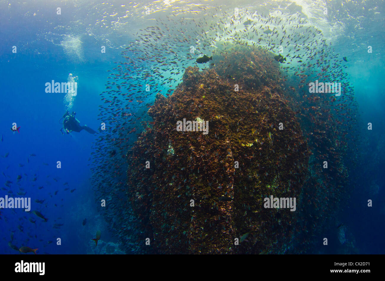 Cocos Island, Costa Rica, underwater, sea life, scuba, diving, ocean