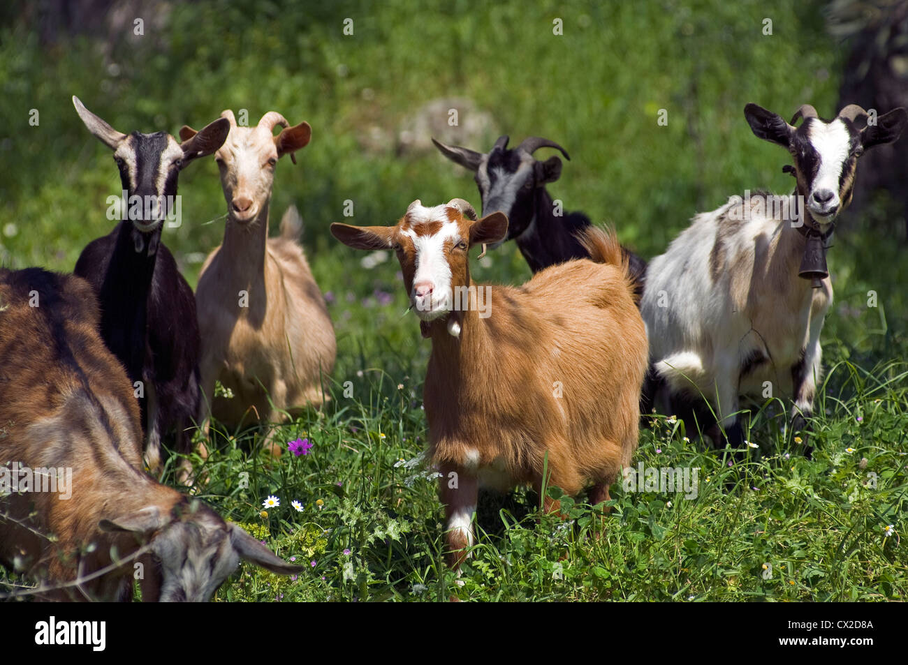 Grazing flock of goats Stock Photo