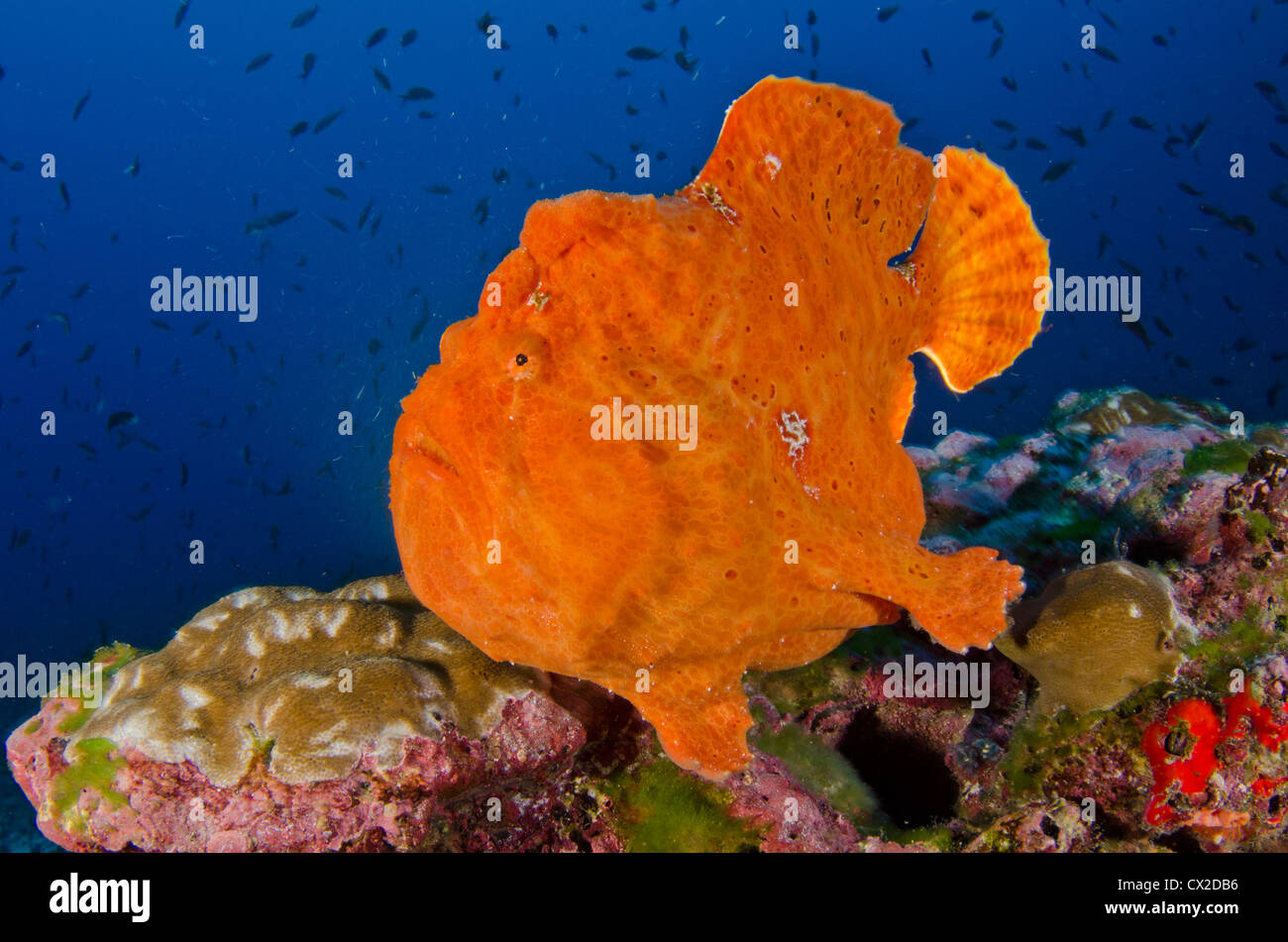 underwater reef in Cocos island, Costa Rica, fish, frog fish, orange, angler fish, blue water, clear water, colorful, color, sea Stock Photo