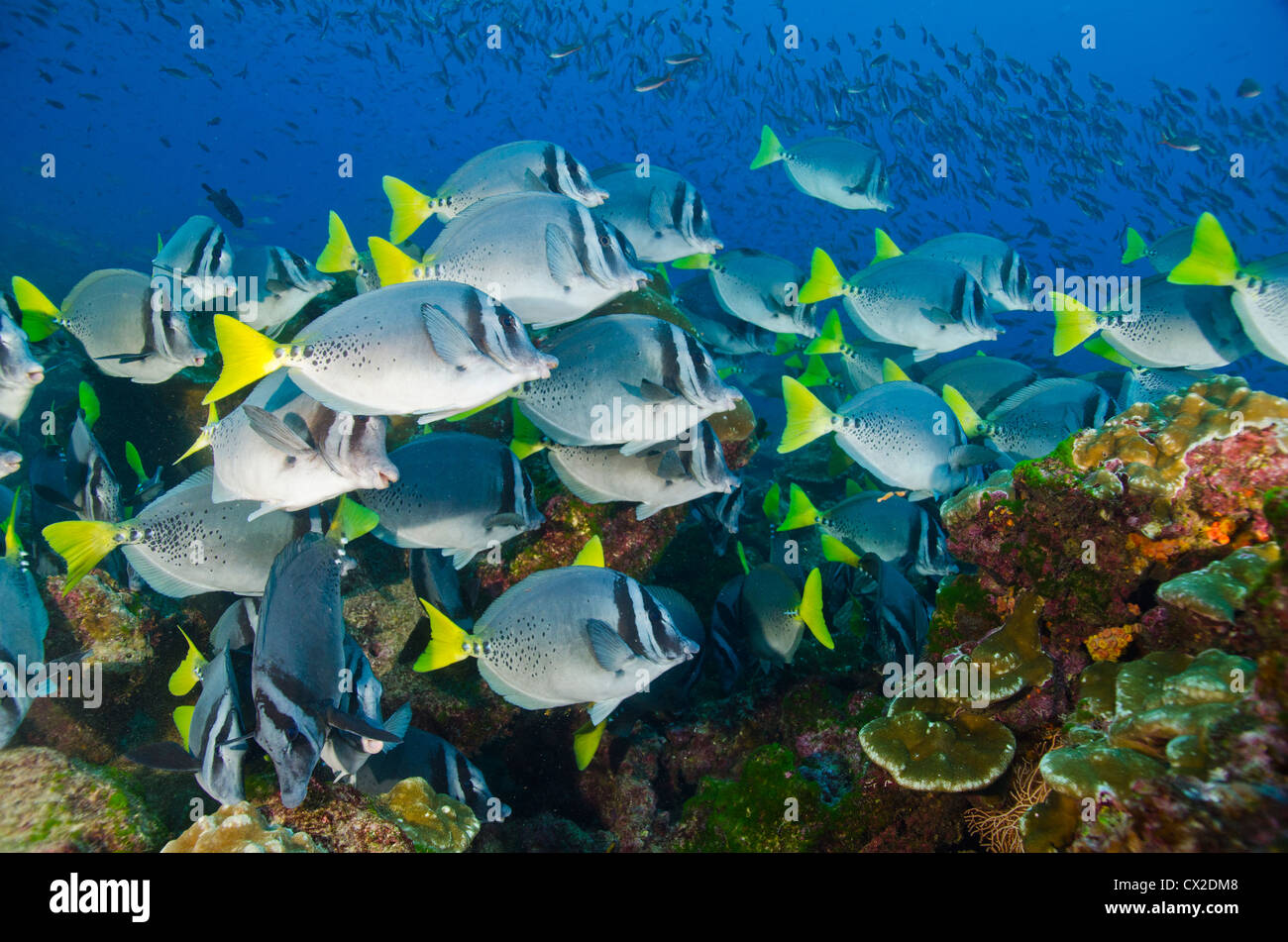 underwater reef in Cocos island, Costa Rica, fish, school of fish, community, together, family, society, surgeon fish, scuba Stock Photo