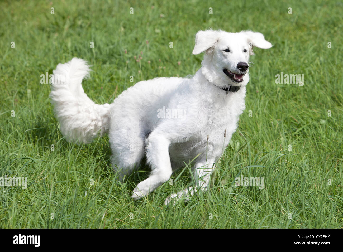 Kuvacz Hund Welpen puppies dog white sitting sitzend Wiese grün green grass aufmerksam attentively Europa Europe Stock Photo
