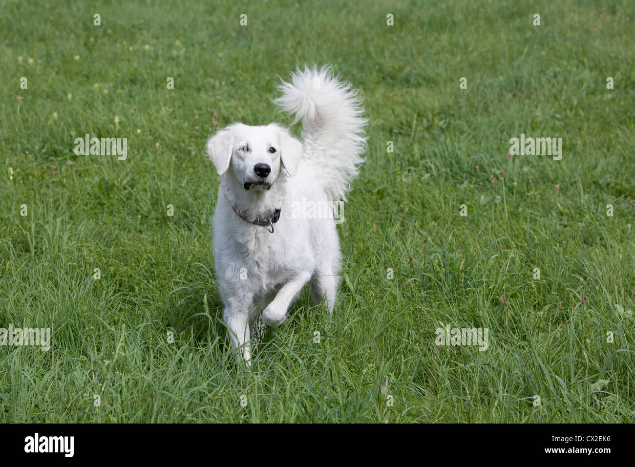 Kuvacz Hund Welpen puppies dog white sitting sitzend Wiese grün green grass aufmerksam attentively Stock Photo